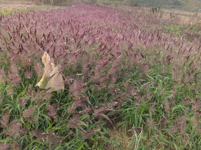 糖蜜草種子每畝地播種多少？
