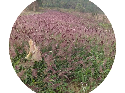 糖蜜草種子可以去哪里批發(fā)？