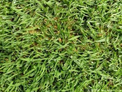 結(jié)縷草種子怎么催芽？