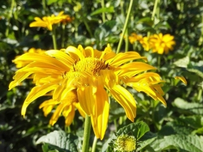 日光菊種子在播種后幾天發(fā)芽？