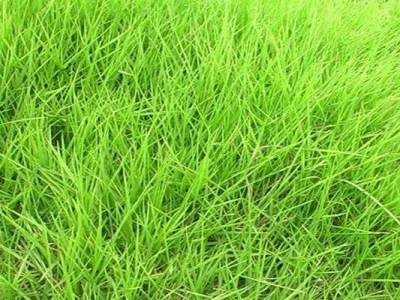 狗牙根草坪跟天鵝絨草坪的區(qū)別是什么？