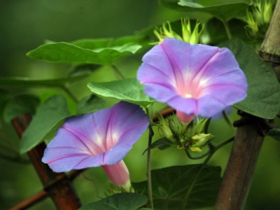 牽?；ǚN子幾天發(fā)芽出苗？