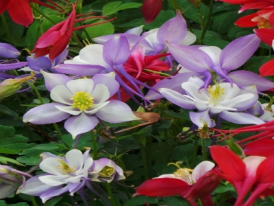 耬斗菜種子幾天后發(fā)芽？